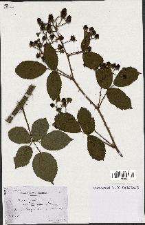 spécimen de Rubus nitidus