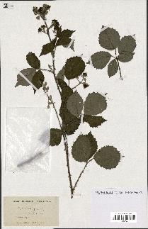 spécimen de Rubus vulnerificus