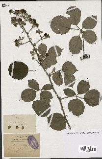 spécimen de Rubus vulnerificus