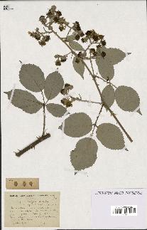 spécimen de Rubus vulnerificus