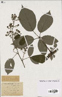 spécimen de Rubus vulnerificus