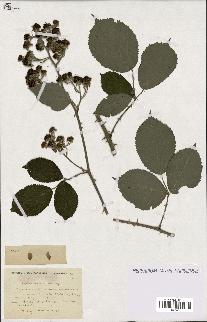 spécimen de Rubus vulnerificus