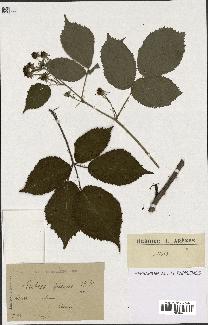 spécimen de Rubus fuscus