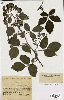 spécimen de Rubus fuscus