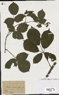 spécimen de Rubus majusculus