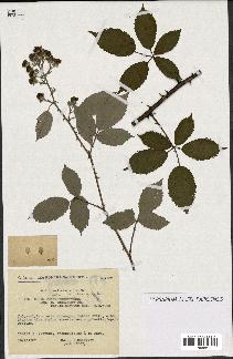 spécimen de Rubus lepidus