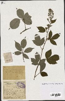 spécimen de Rubus lepidus