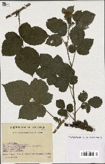 spécimen de Rubus melanoxylon