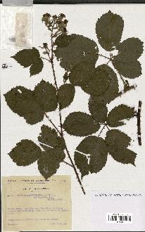 spécimen de Rubus melanoxylon