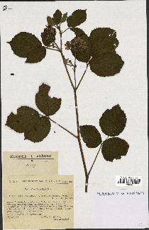 spécimen de Rubus melanoxylon