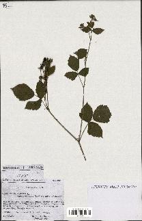 spécimen de Rubus caesius