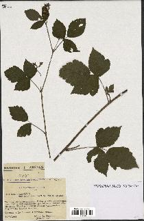 spécimen de Rubus caesius