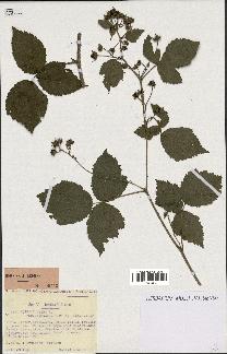 spécimen de Rubus caesius