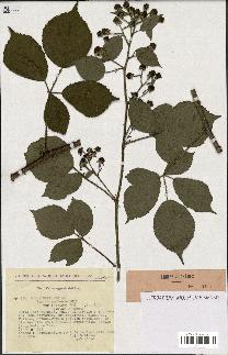 spécimen de Rubus foliosus