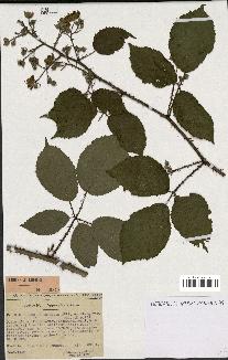 spécimen de Rubus melanoxylon