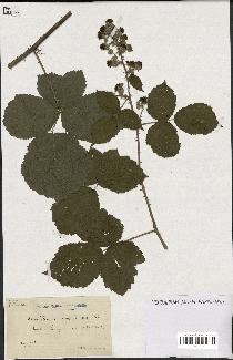 spécimen de Rubus ulmifolius x caesius