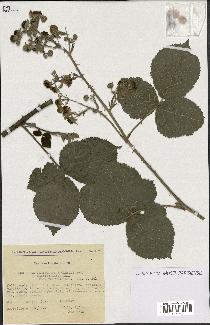 spécimen de Rubus ulmifolius x caesius