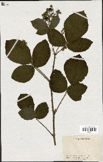 spécimen de Rubus sp.