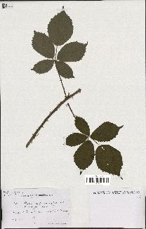 spécimen de Rubus caesius x ulmifolius