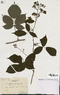 spécimen de Rubus caesius x ulmifolius