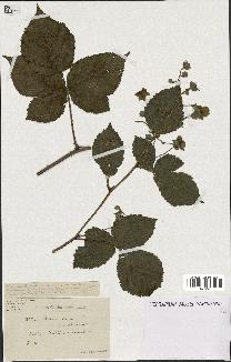 spécimen de Rubus caesius