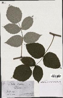 spécimen de Rubus idaeus