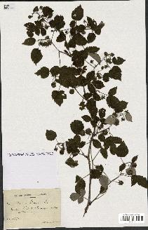 spécimen de Rubus idaeus