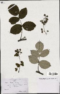 spécimen de Rubus idaeus