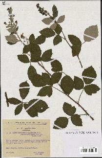 spécimen de Rubus tomentosus x ulmifolius