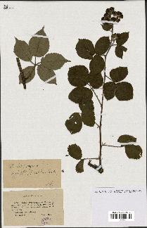 spécimen de Rubus trichocarpus
