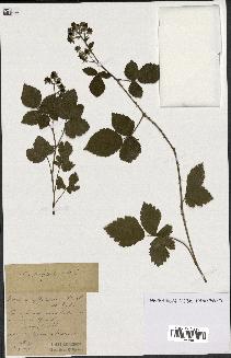 spécimen de Rubus ulmifolius x caesius