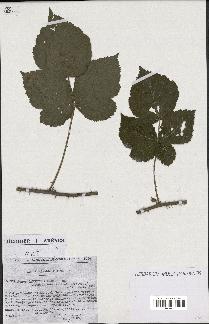 spécimen de Rubus caesius x ulmifolius