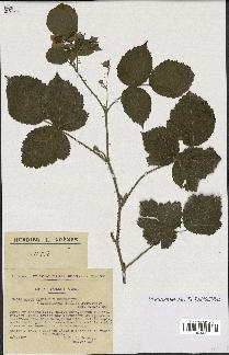 spécimen de Rubus caesius x ulmifolius