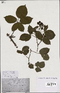 spécimen de Rubus sp.