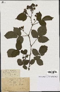 spécimen de Rubus sp.