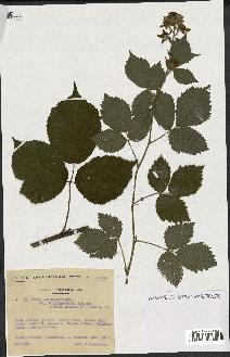 spécimen de Rubus macrostachys