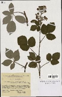 spécimen de Rubus vestitus