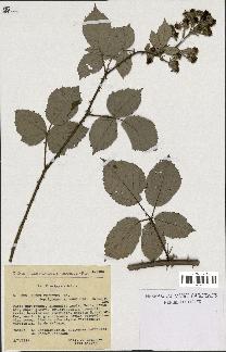 spécimen de Rubus vestitus