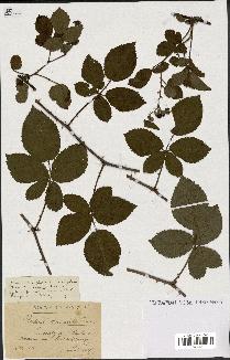 spécimen de Rubus opacus