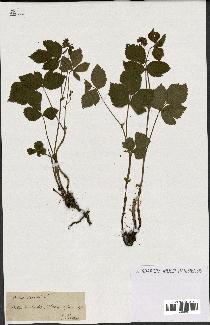 spécimen de Rubus saxatilis