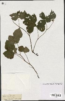 spécimen de Rubus saxatilis