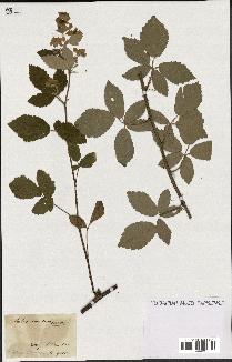 spécimen de Rubus tomentosus