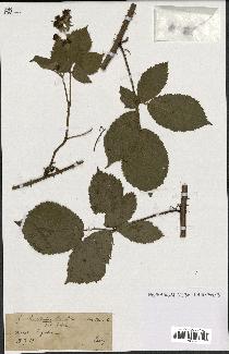 spécimen de Rubus sp.