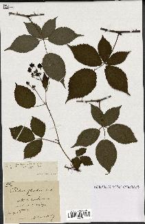 spécimen de Rubus plicatus