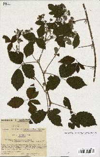 spécimen de Rubus tomentosus x caesius