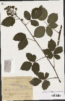 spécimen de Rubus nitidus