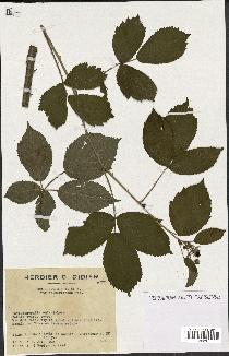 spécimen de Rubus nitidus