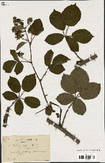 spécimen de Rubus nitidus