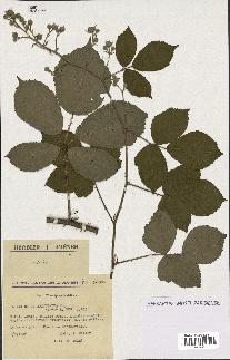 spécimen de Rubus apiculatus