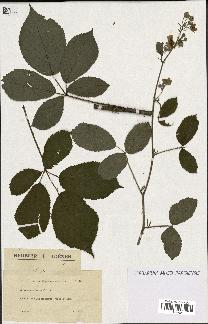 spécimen de Rubus apiculatus